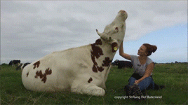 short movie loop of a women scratching the throat of a happy ox sitting in a green field with a mountain and cloudy skies behind
