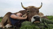 short movie loop of a women snuggling with an ox while scratching his head